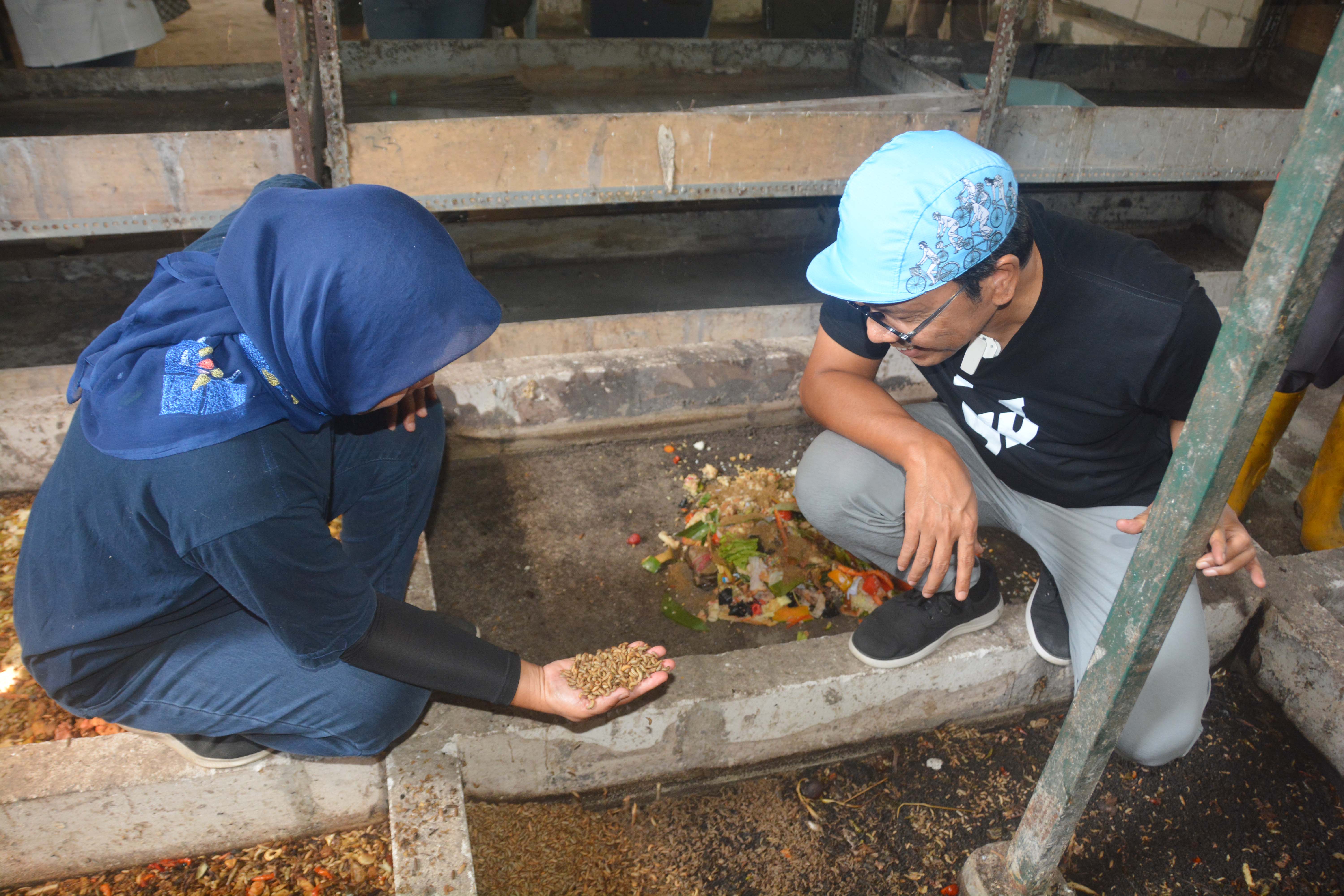 Kandang Maggot Jogja Siap Olah Satu Ton Sampah Organik Per Hari