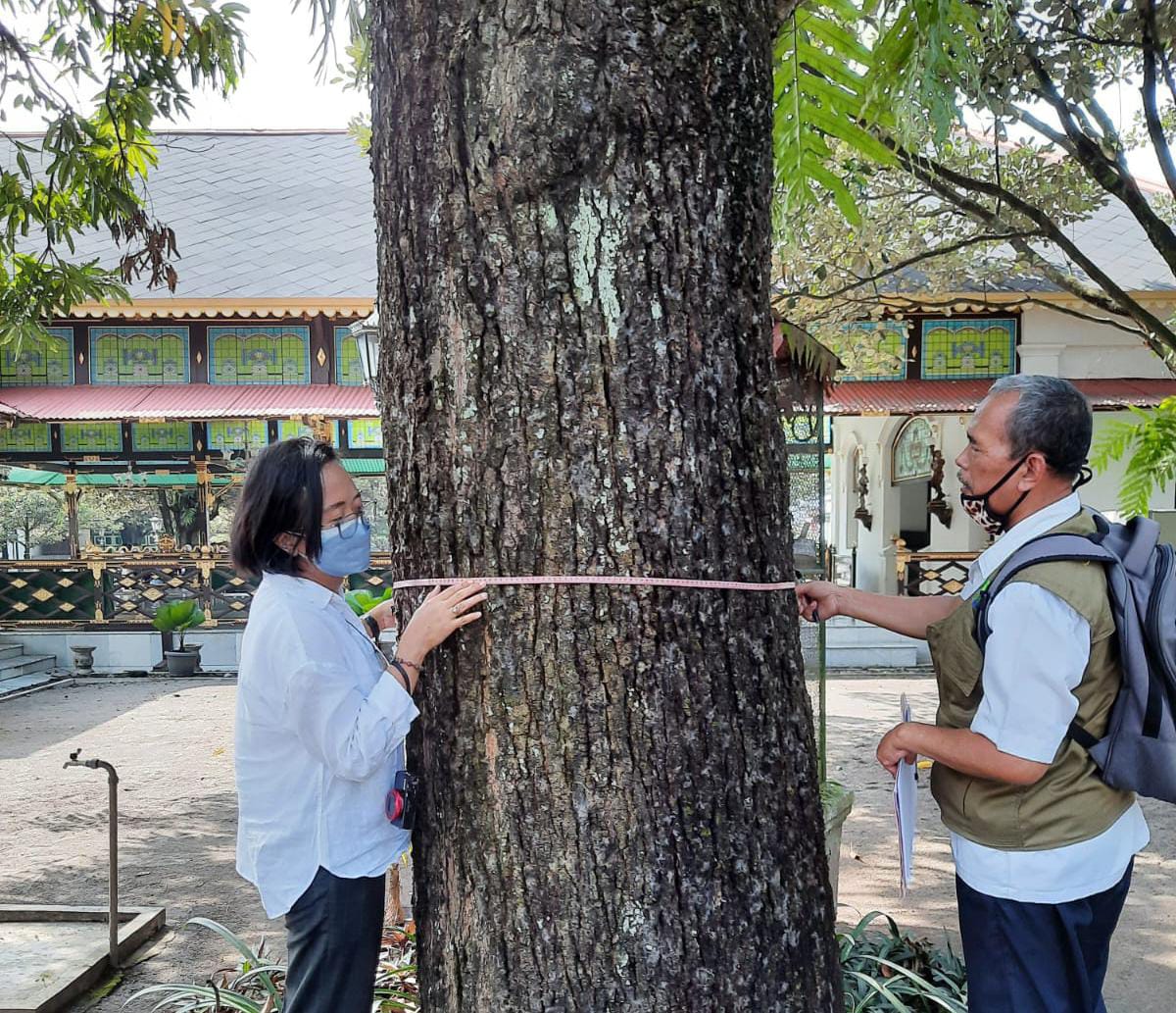 Pemkot Identifikasi Tanaman Mangga Berusia Lebih Dari 100 Tahun