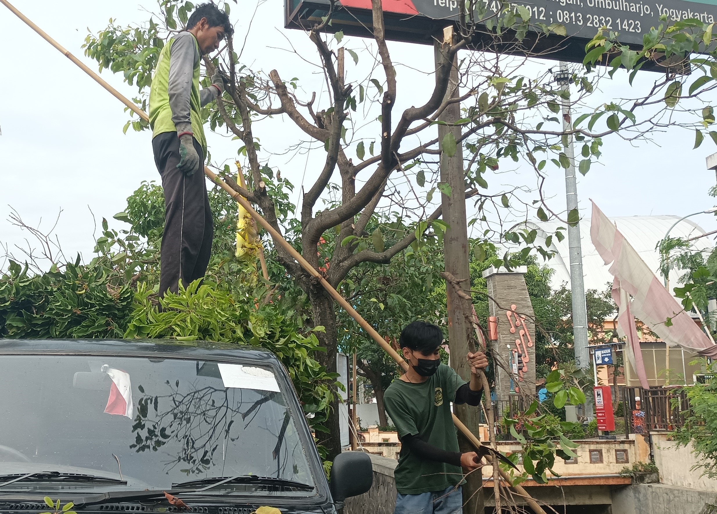 Antisipasi Pohon Tumbang, DLH Setiap Hari Lakukan Pengecekan